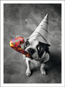 1165 BD Dog with party favor