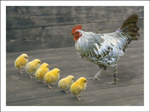 1169 BD Hen with chicks