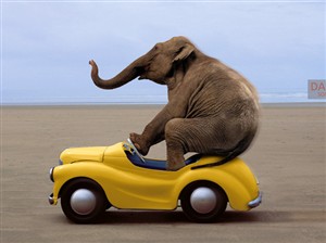 1217 BD Elephant driving