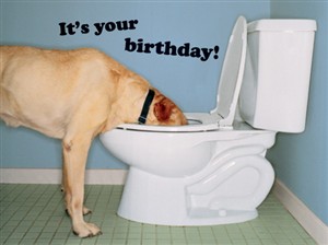 1218 BD Dog drinking from toilet