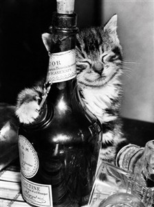 1231 BD Kitten with wine bottle