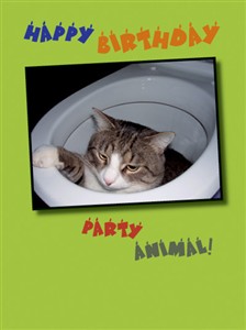 1234 BD Cat in toilet
