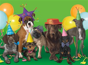1293 BD Party dogs