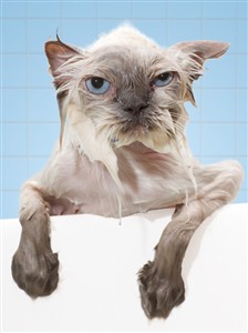 1315 BD Wet cat in tub