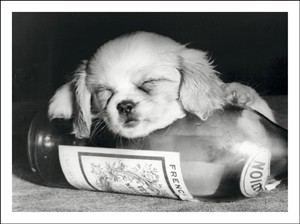 2125 BD Dog asleep on wine bottle