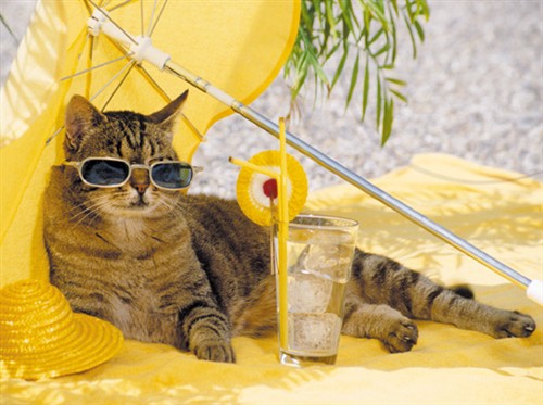 Image result for cat on the beach