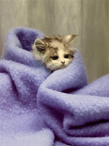 5125 GW Cat w/ blanket
