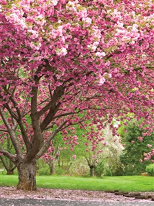 5421 SY Cherry blossom