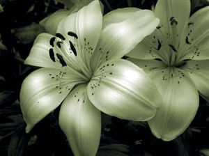5426 SY Lily close up B&W