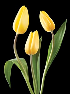 5429 SY Yellow tulips