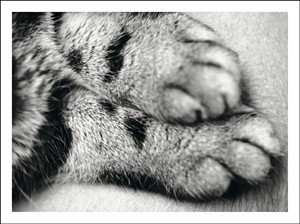 5511 PS Cat paws