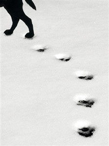 5517 PS Paw prints in snow