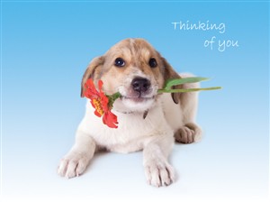 5761 TK Dog holds flowers on floor