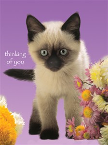 5763 TK Kitten & flowers