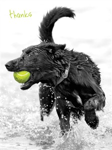 6439 TY Dog holding tennis ball
