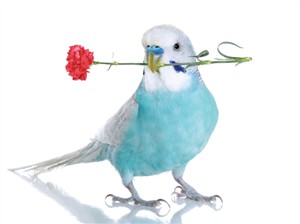 6629 NC Bird holds carnation