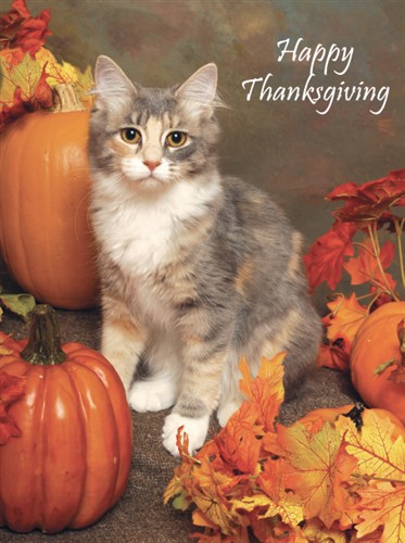 happy thanksgiving kitten