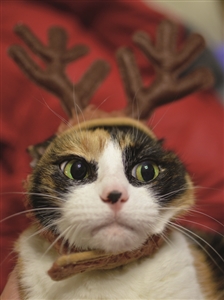 7574BX CH Cat as reindeer