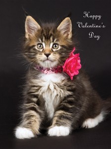 8153 VL Cat with flower collar