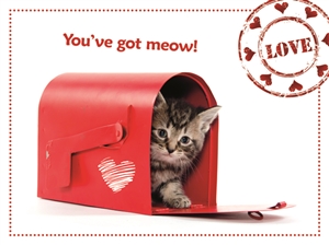 8164 VL Cat in mailbox