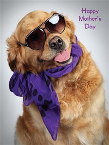 8543 MD Dog in shades and scarf