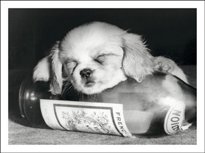 9311 NC Dog asleep on wine bottle
